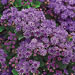 Ageratum 'Artist Blue'