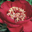 Peony 'Barrington Belle'