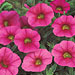 Calibrachoa 'Superbells Cherry Red'