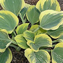 Hosta 'Ivory Coast'