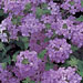Verbena 'Superbena Large Lilac Blue'