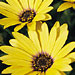 Osteospermum 'Lemon Symphony'