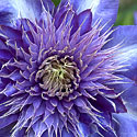 Clematis 'Multi Blue'