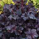Heuchera 'Obsidian'