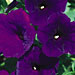 Petunia 'Supertunia Royal Velvet'