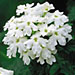 Verbena 'Tukana White'