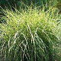 Miscanthus 'Little Zebra'