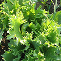 Ithaca Lettuce