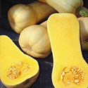 Early Butternut Squash
