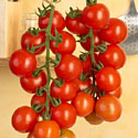 Sweet Raisin Tomatoes