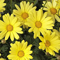 Marguerite Daisies