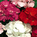 Zonal Geraniums