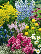 Summer Perennials