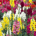 Snapdragons