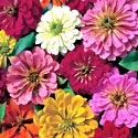 Zinnias