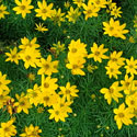 Coreopsis