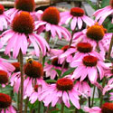 Echinacea