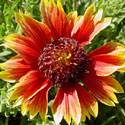 Gaillardia