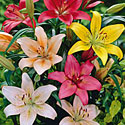 Lilies