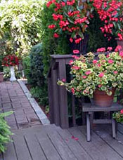 Summer Patio Plants