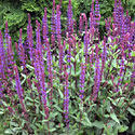 Salvia