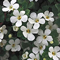 Bacopa