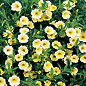 Calibrachoa