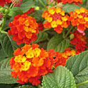 Lantana