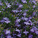 Lobelia
