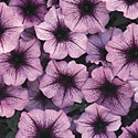 Supertunia