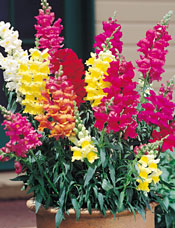 Snapdragons
