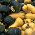 Squash