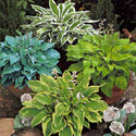 Hosta
