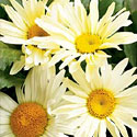 Leucanthemum