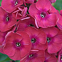 Phlox