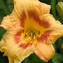 All-American Daylilies