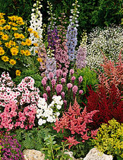 Summer Perennials