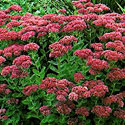 Autumn Joy Sedum