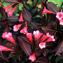 Wine & Roses Weigela