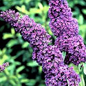 Butterfly Bush