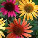 Big Sky Echinacea