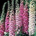 Foxglove