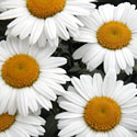 Shasta Daisies