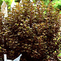 Summer Wine Physocarpus