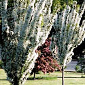 Adirondack Crabapple
