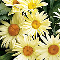 'Broadway Lights' Leucanthemum
