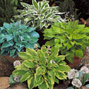 Hostas