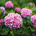 Hydrangeas