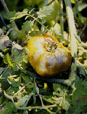 Late Blight on Tomato