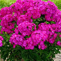 Volcano Phlox